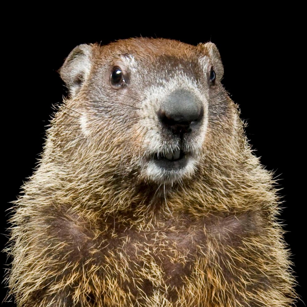 Happy Groundhog Day